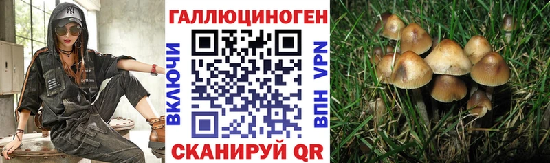 где можно купить   Сысерть  Псилоцибиновые грибы Cubensis 